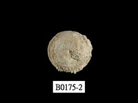 藏品(扭口偏口蛤)的圖片